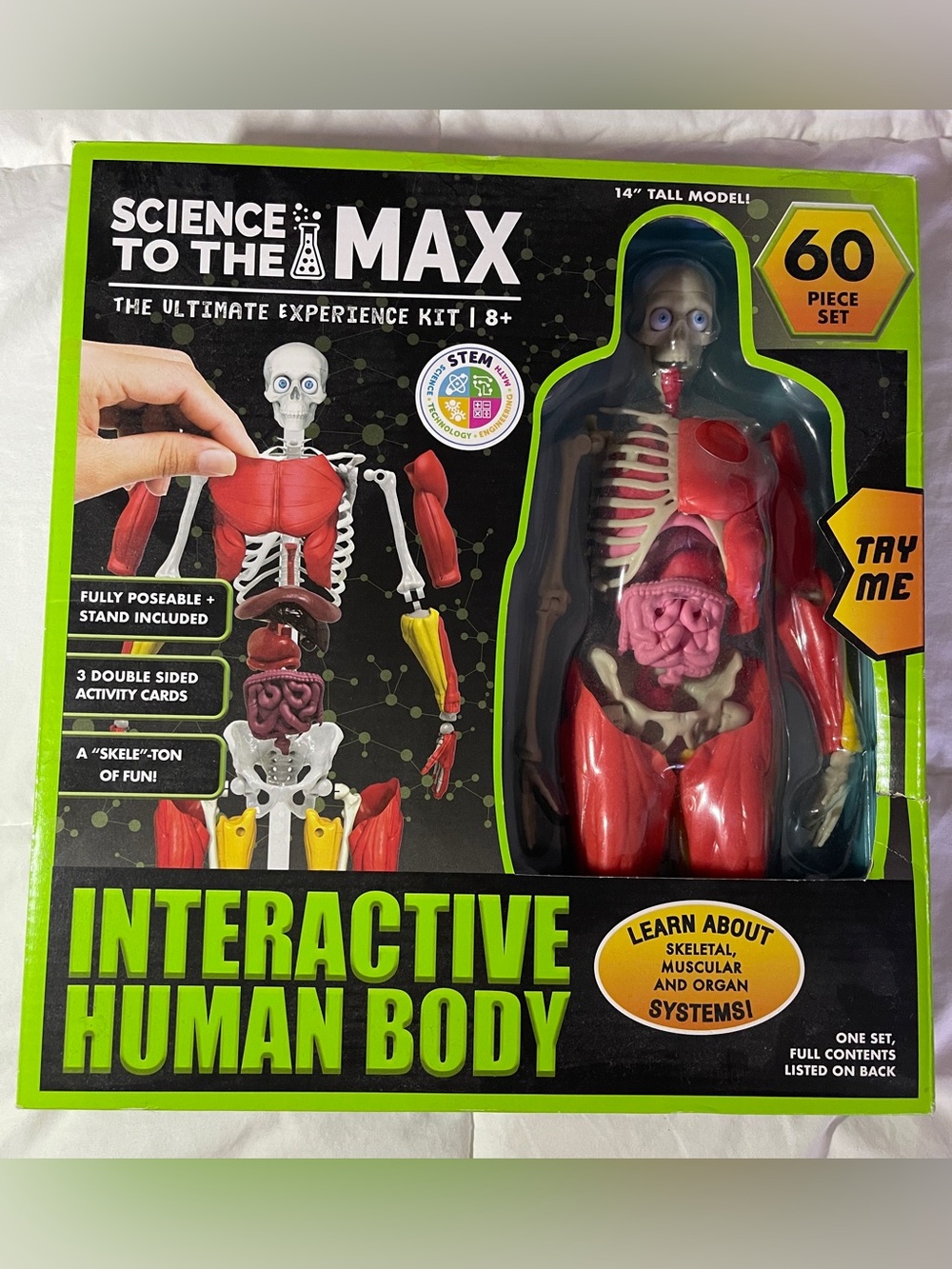 To the Max Interactive Human Body Model - Red, Pink, Yellow